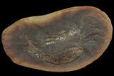 Fossil Shrimp (Belotelson) Nodule Half - Mazon Creek #113229-1
